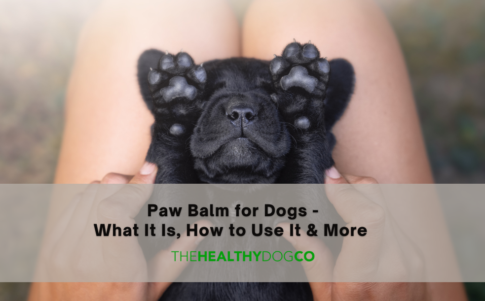 Paw Balm for Dogs: What it is, How to Use It & More – The Healthy