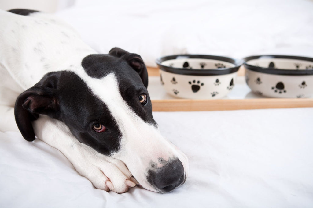 Tutte le gocce calmanti naturali per cani Tranquillity - The Healthy Dog Co