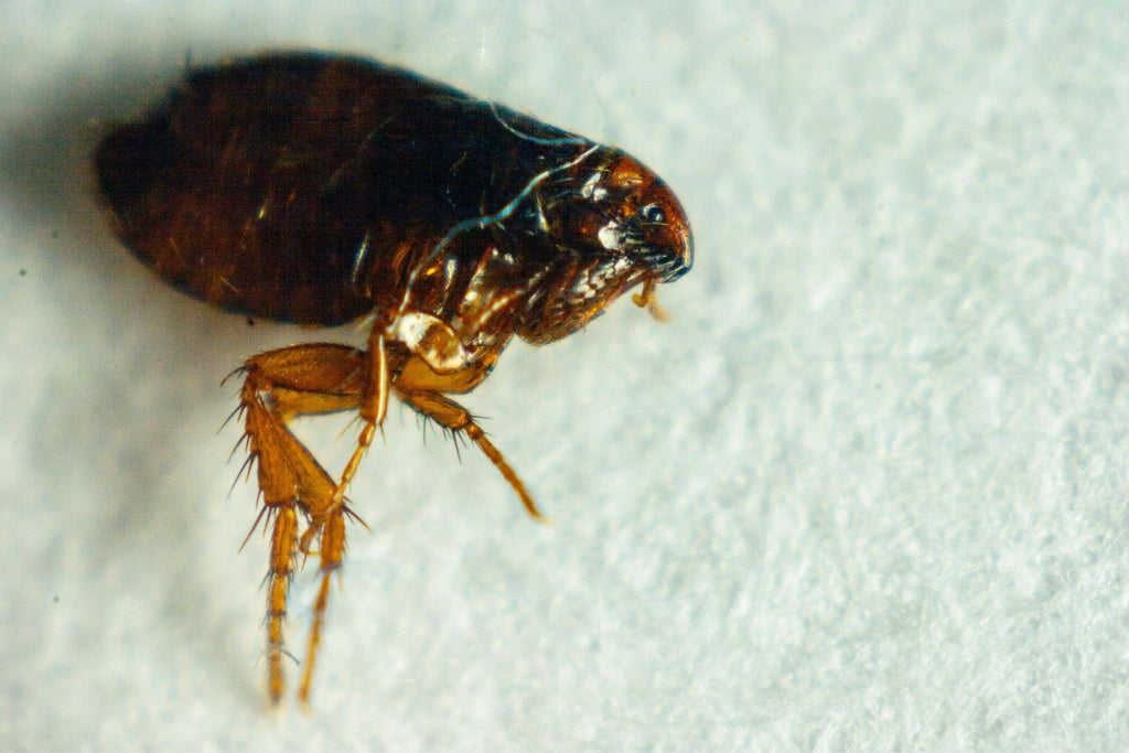 how long can dog fleas live on humans